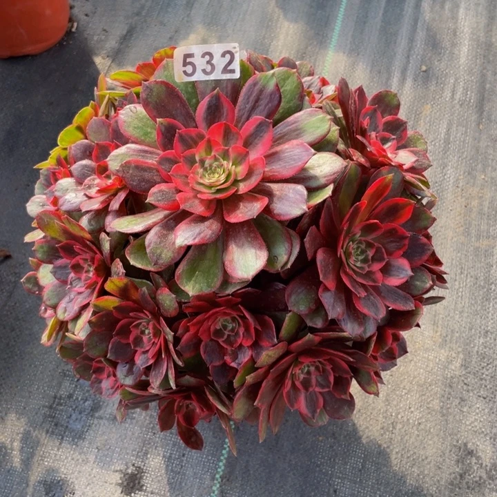 532。老庄多肉法师克拉恋人