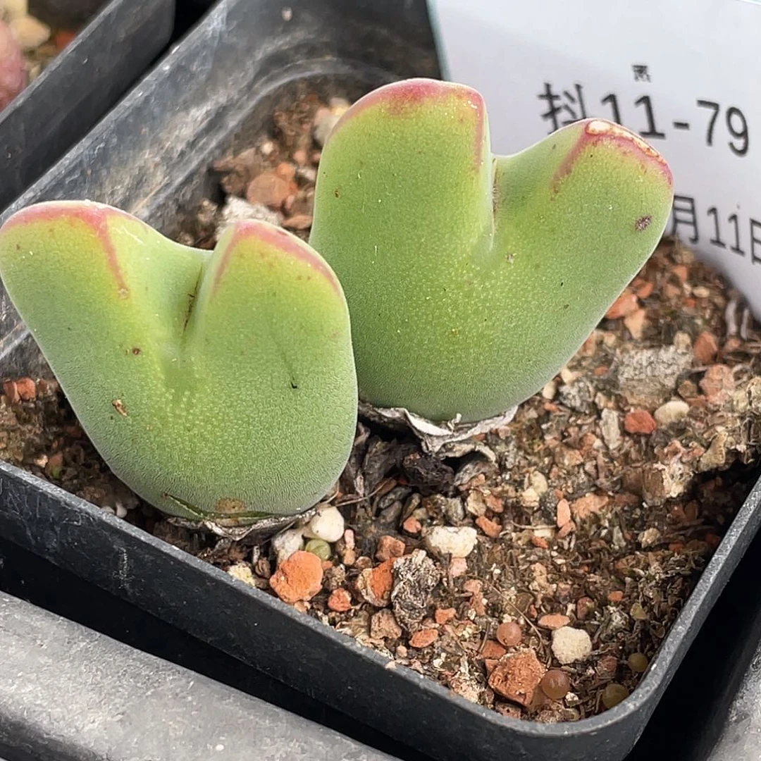 11-79毛将多肉植物