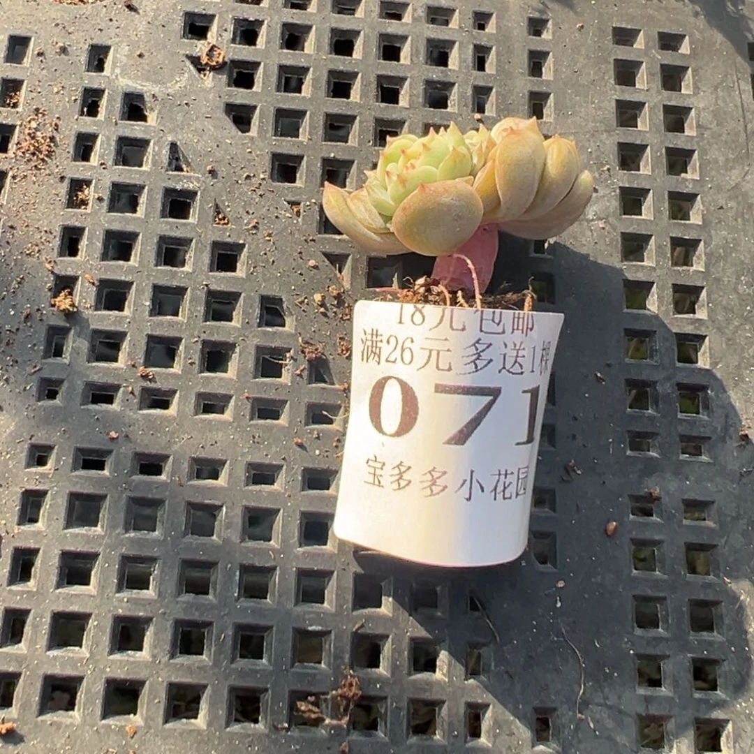 071号小老庄多肉一物一拍