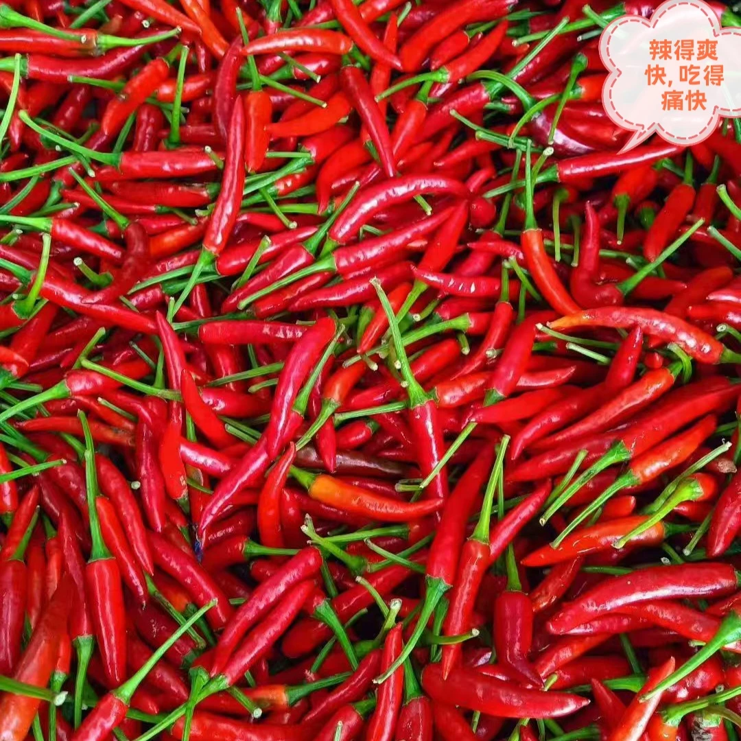 贵州现摘特辣小米椒新鲜朝天椒餐饮调味蔬菜辣椒