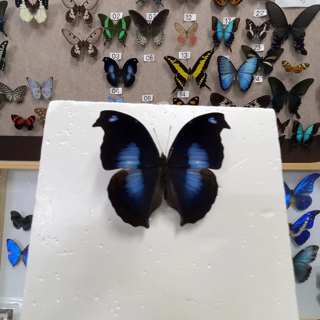 有机玻璃蝴蝶标本