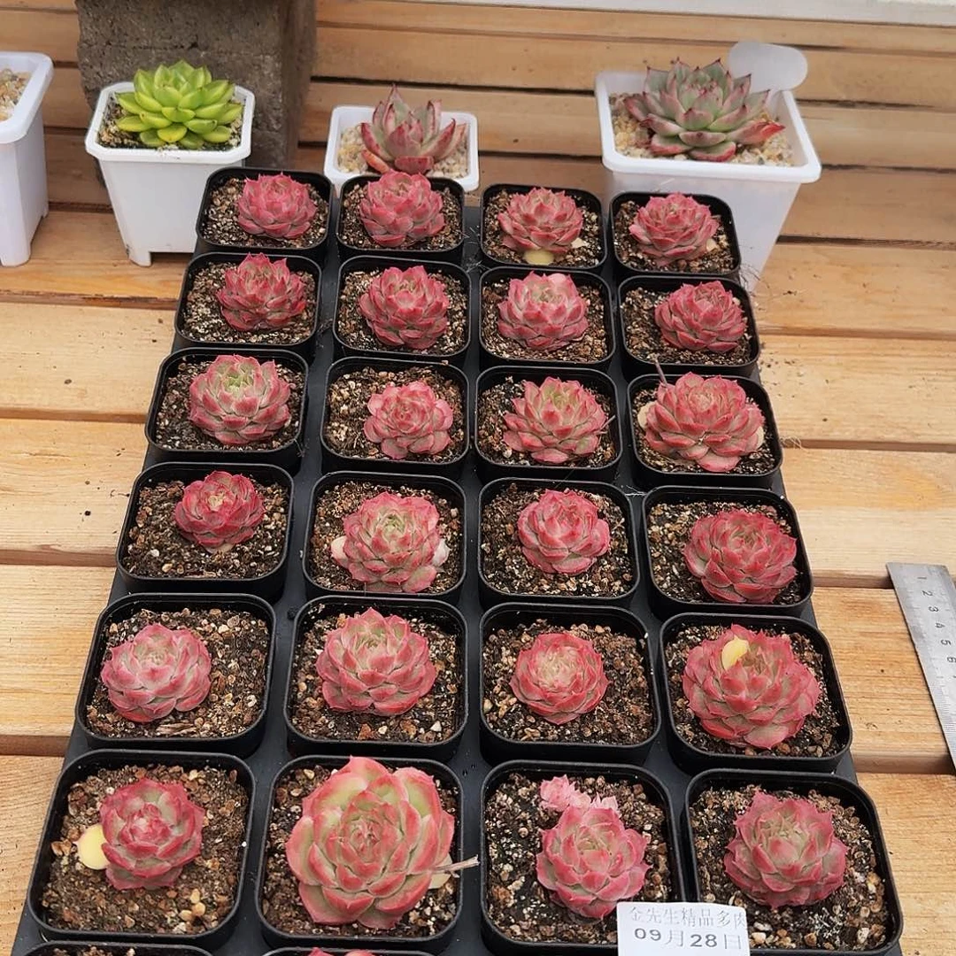 0928-42虾饺单头量拍