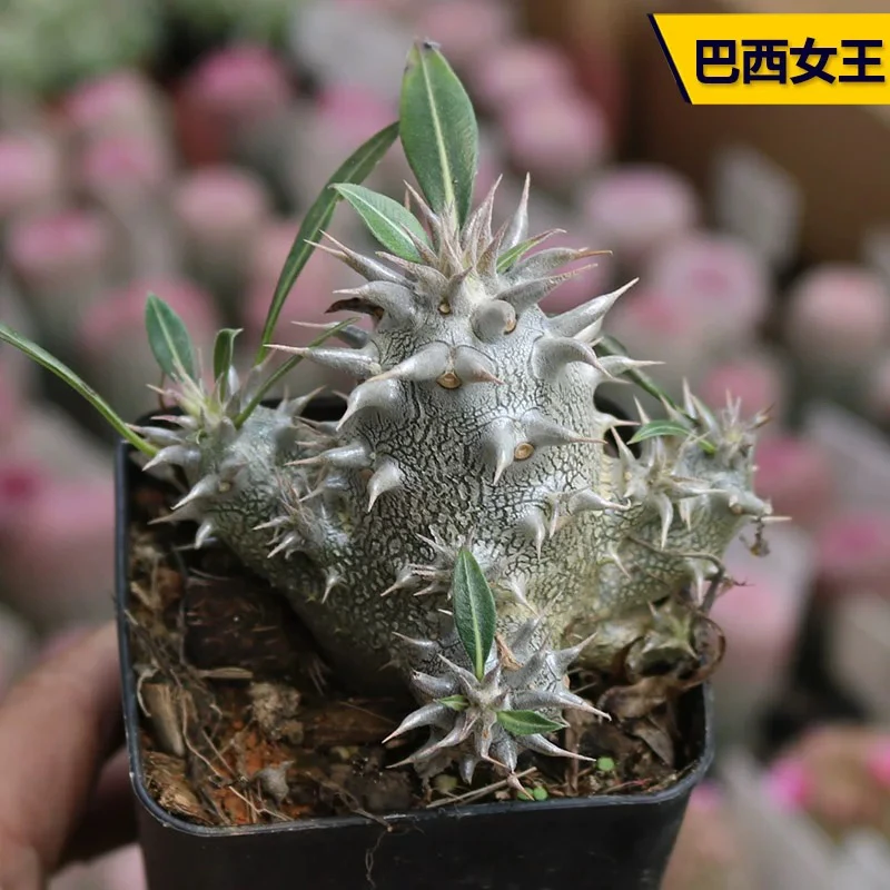 巴西女王棒槌树属块根多肉植物稀有美观阳台庭院小盆栽