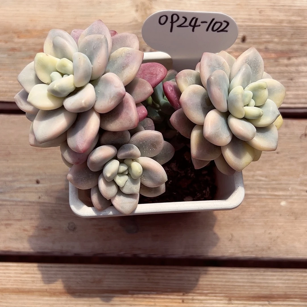 0924-102洛神锦。。。