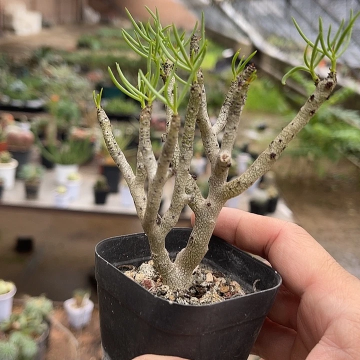 无花朵佛垢里奇峰锦