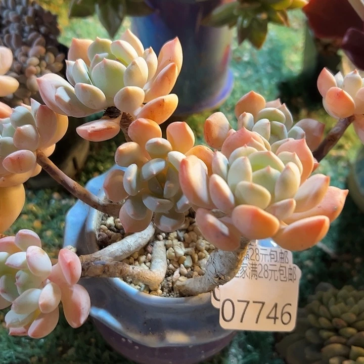 幸运的是我还没遇到幸运