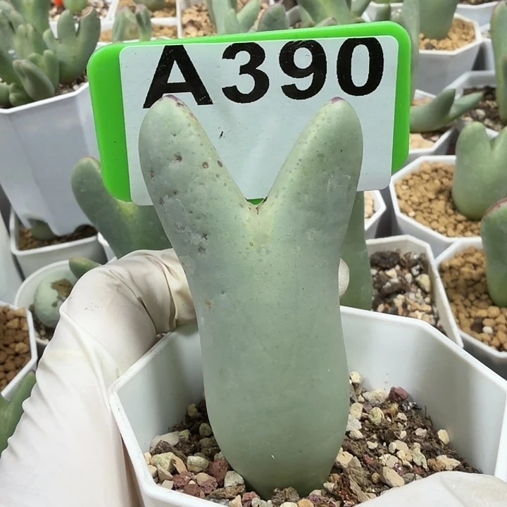 秧***芒390mmmnmnmmmmmmmmnnnnnnn