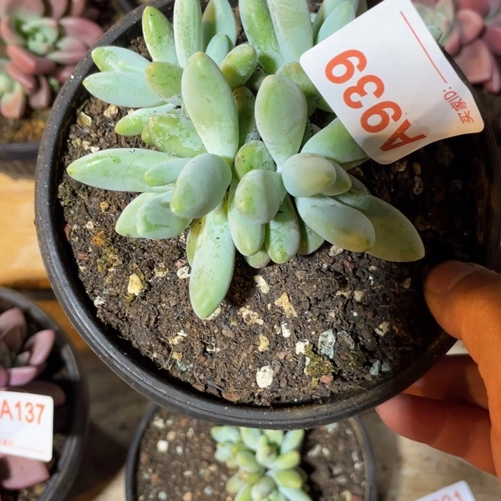 939 满20包邮脱土发货