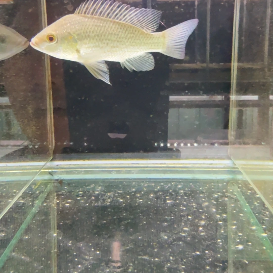 慈鲷321欧雷坦克。