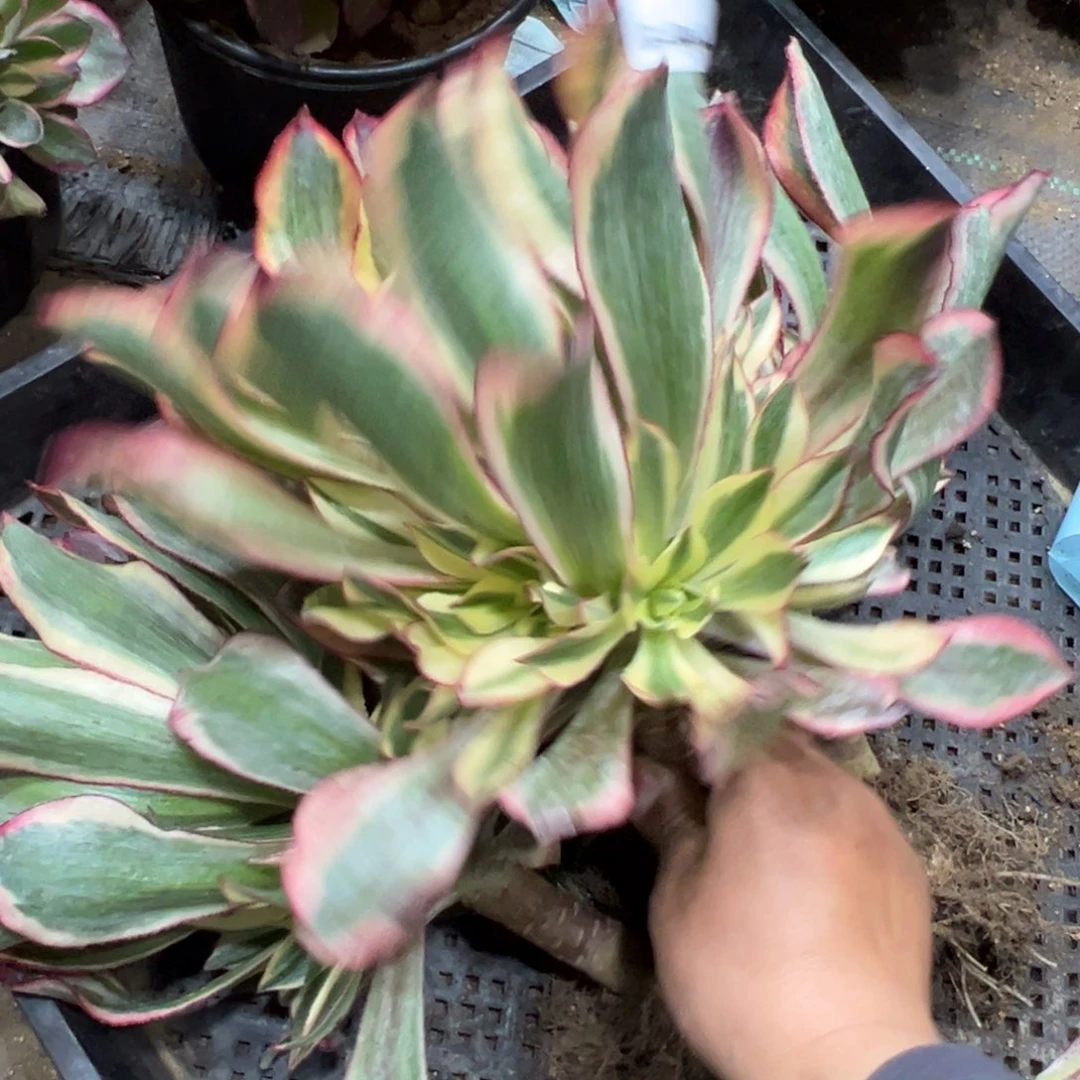 412魅影一颗38.8多肉