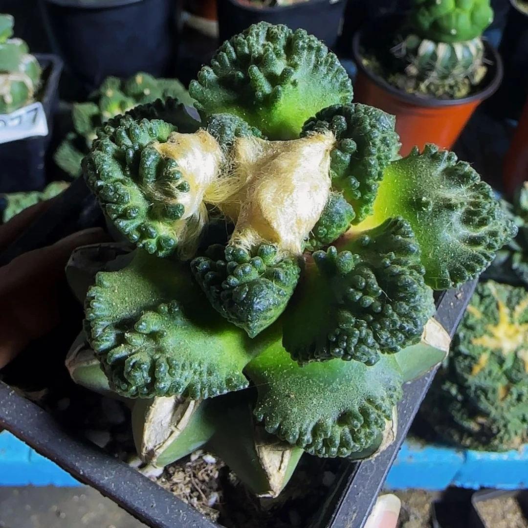 哥斯拉牡丹519仙人球