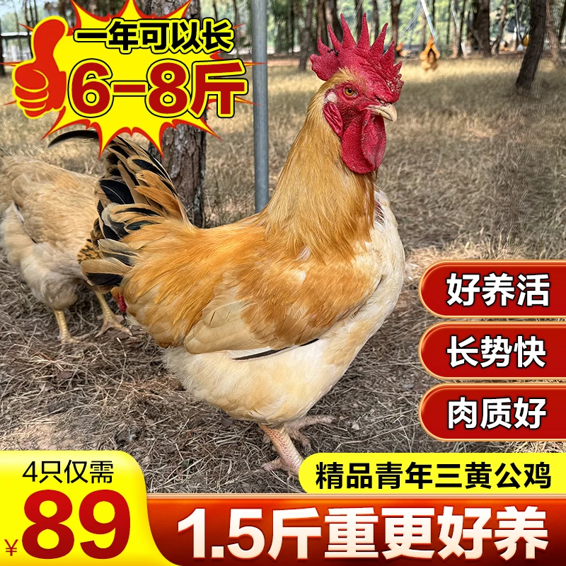 X三黄青年公鸡（单只1.5斤左右）b