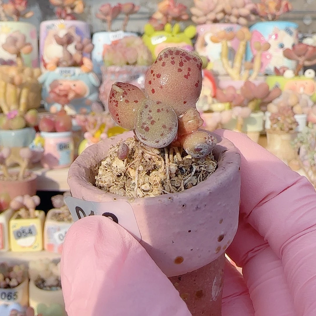 丸叶粉海豹 盆口3.5