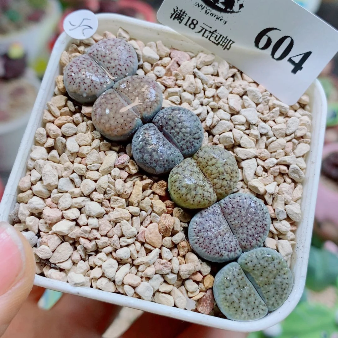 生生石花花花花花花花604