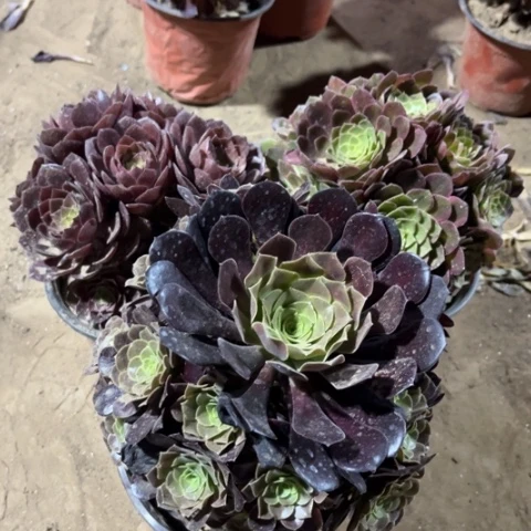 226多肉植物组合，