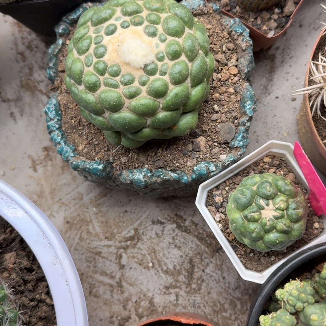 魔***堡可口可乐了可口可乐了