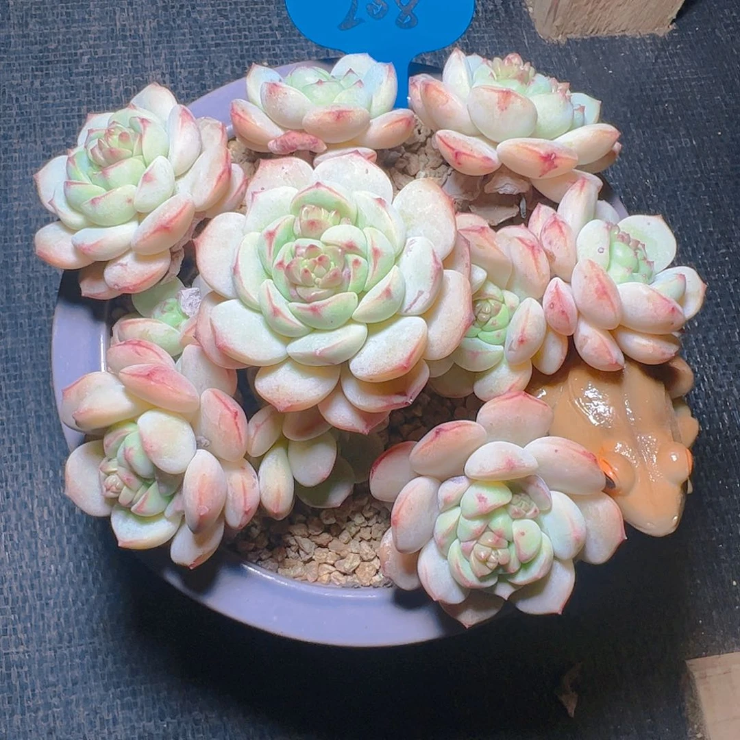 多***贝香草208号一物一拍