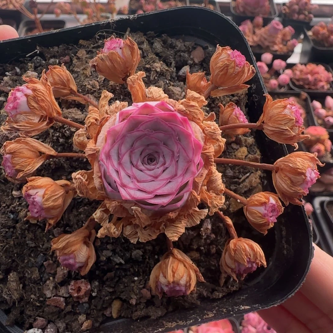 Y963半城玫瑰秋夕锦