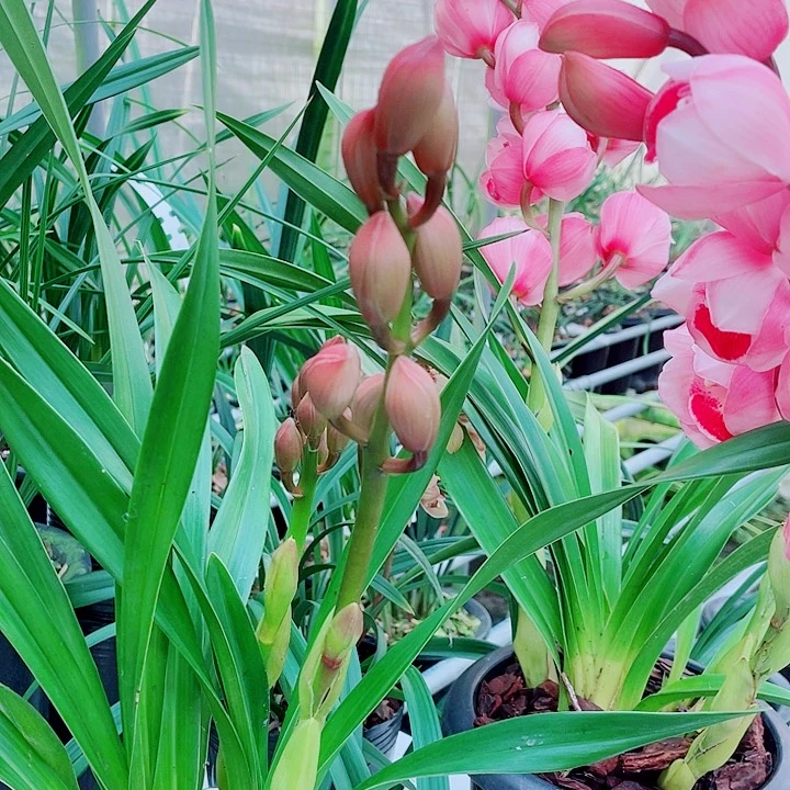 秋榜芭比粉荷带花苞的