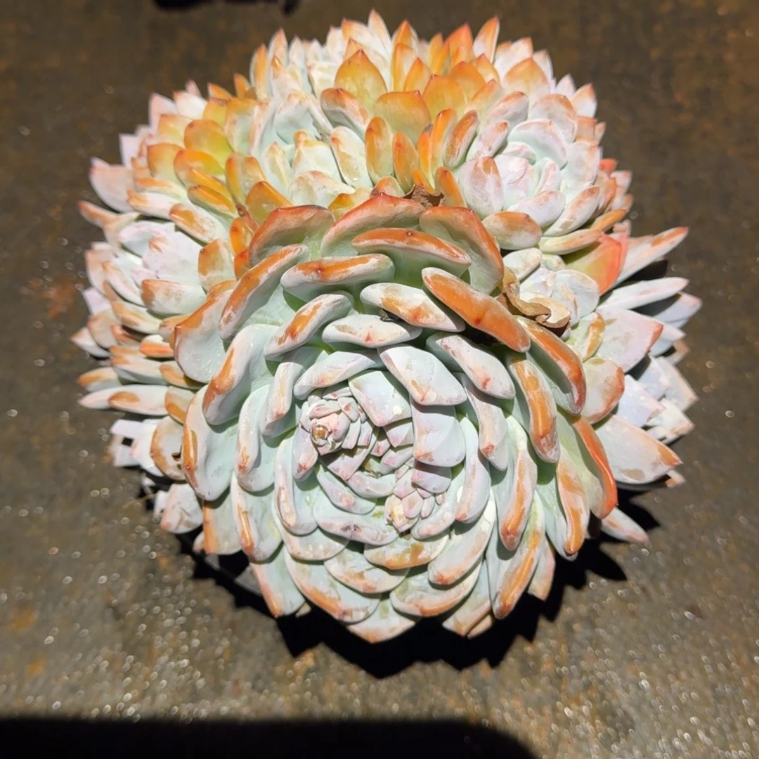 朵朵橙梦路多肉植物