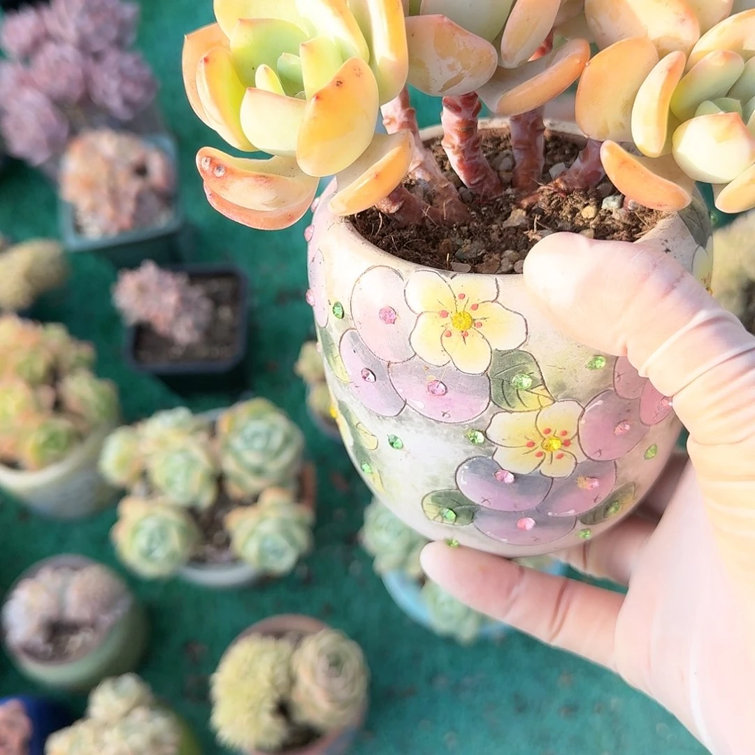 白月光朵朵树尺寸12左右