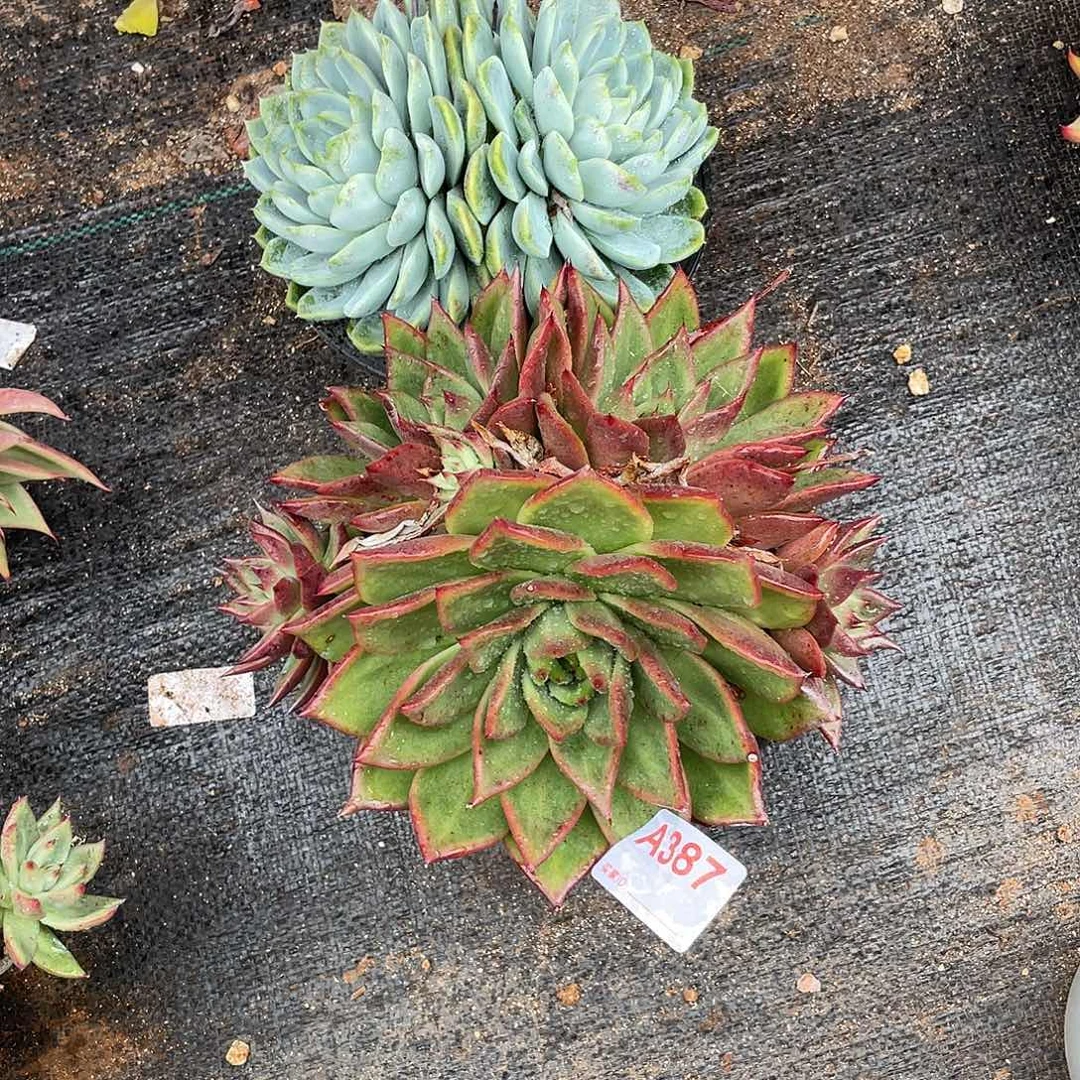 若如东云组拍A387