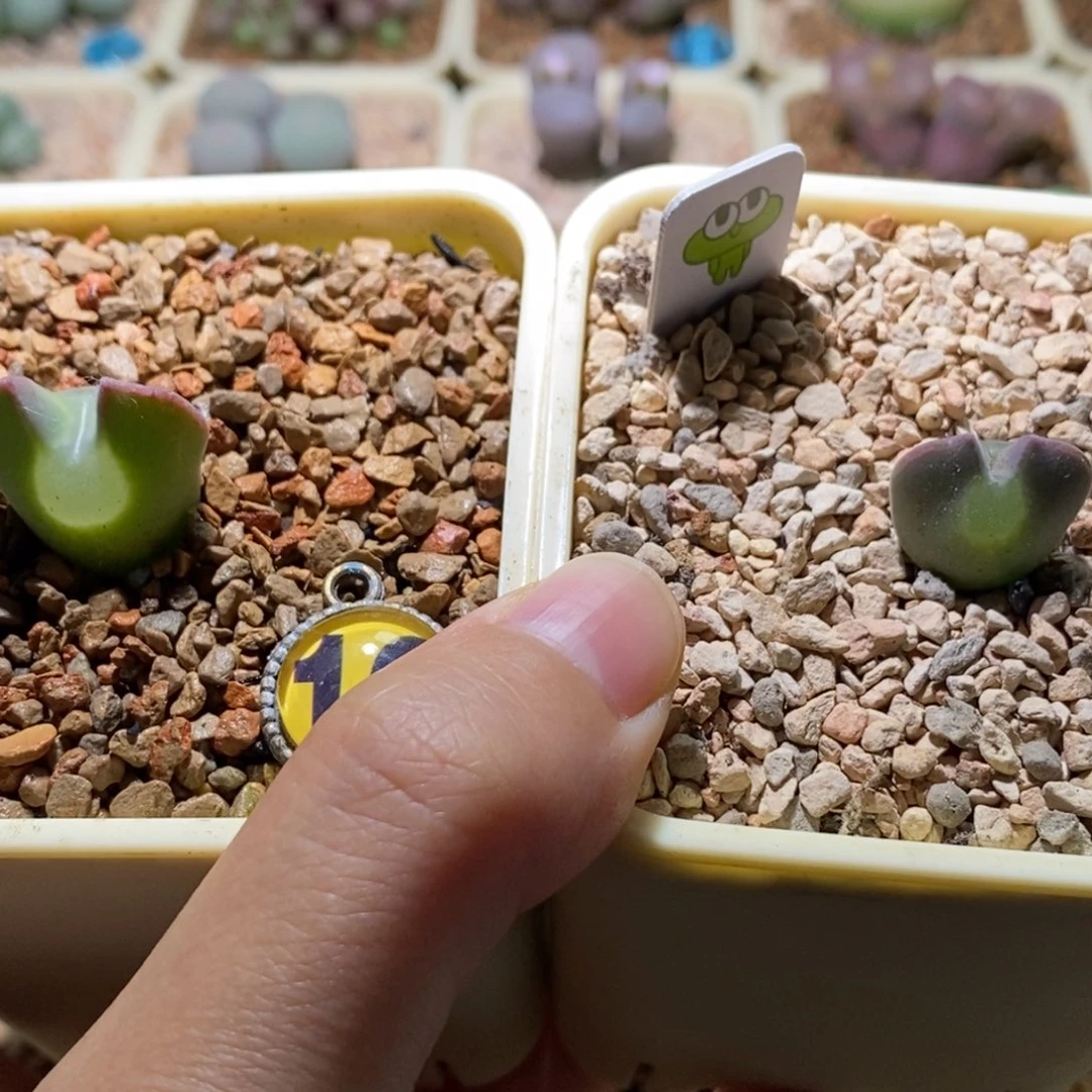 Q***瑞2528/开播福利福利福利
