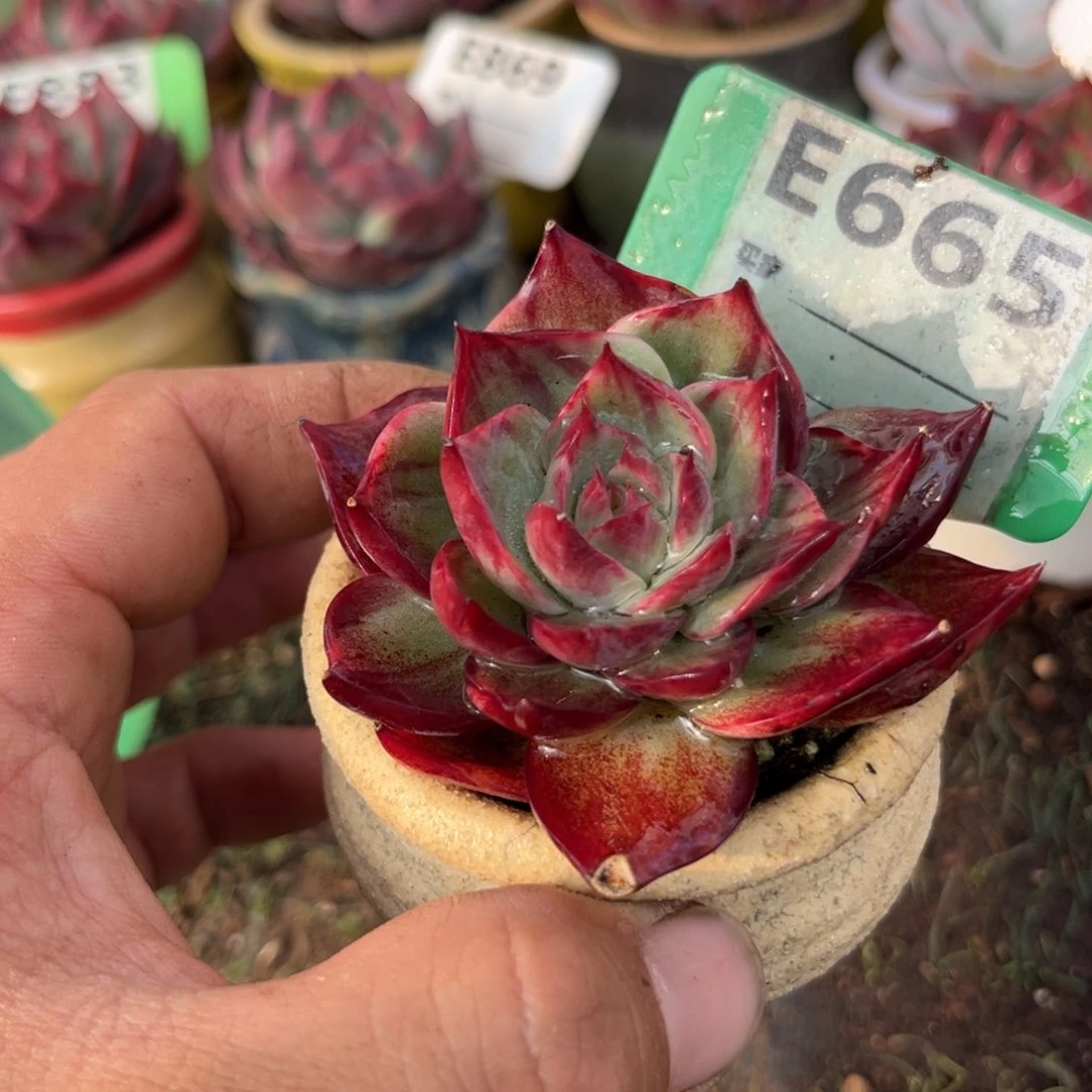 惊鸿一瞥665好多肉啊