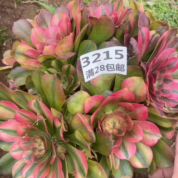 3215一号棚yadiannaC