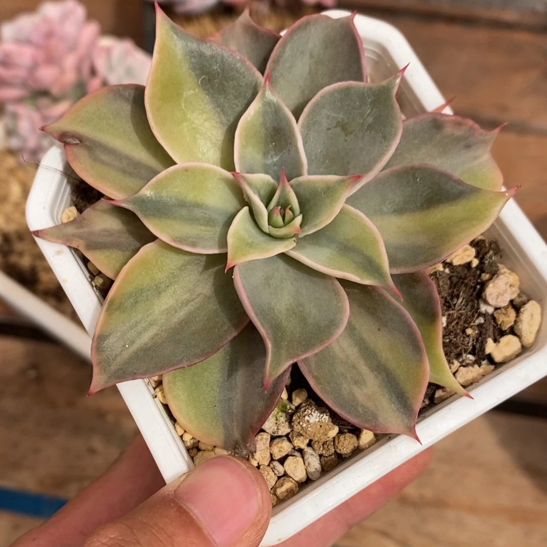 饺子多肉植物9235