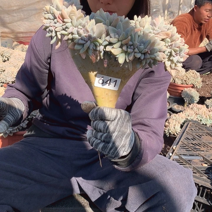 641 淡雪缀 一物一拍