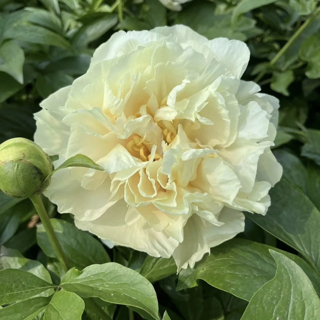 【阳光女孩】进口重瓣观赏芍药