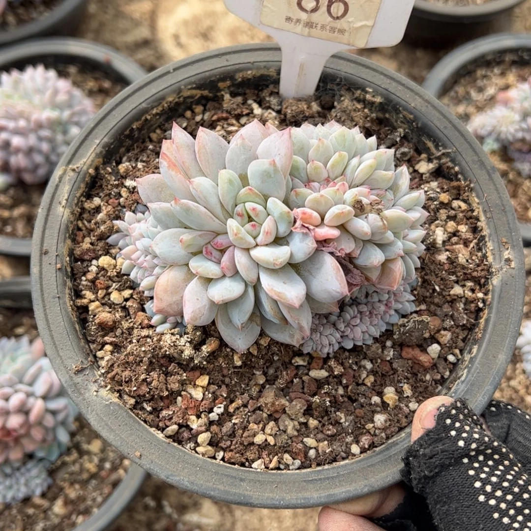 贝***贝86号冰玉多肉植物