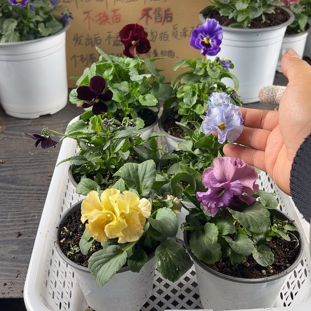 大部分花苞少量开放195号