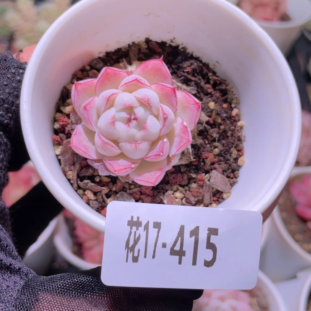 花利美17-415女王玫瑰