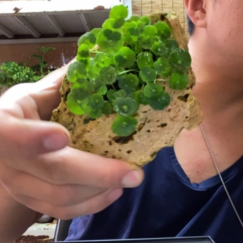 红陶食****夕一物一拍所见即所得6