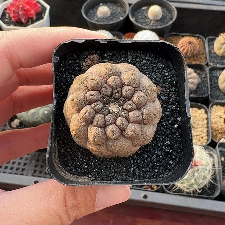 珍**颗蜥蜴仙人球仙人球的12