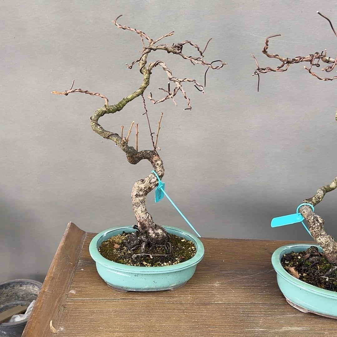 无花朵山柿子顺丰到付不包邮