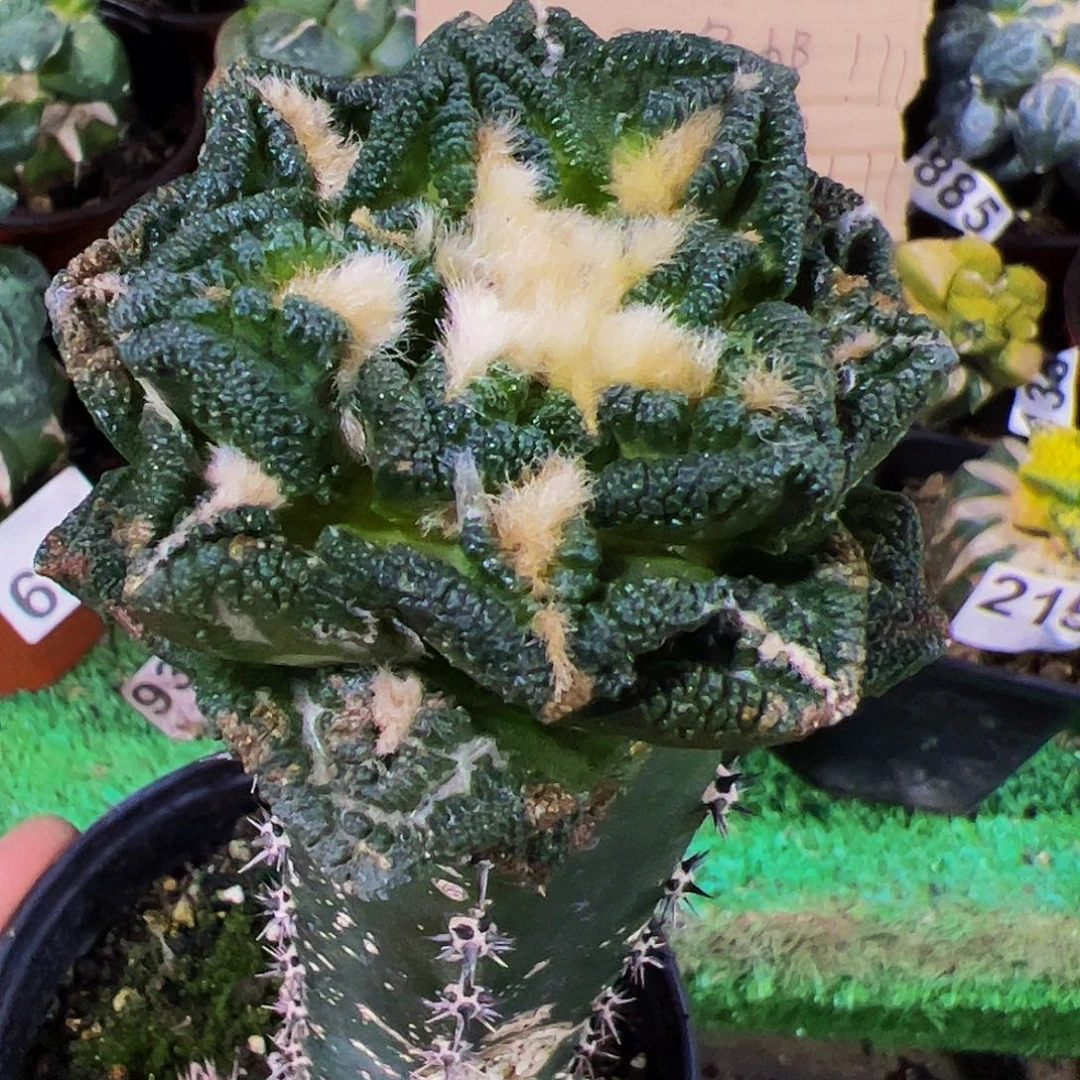 无花朵隔尤辛顿牡丹077