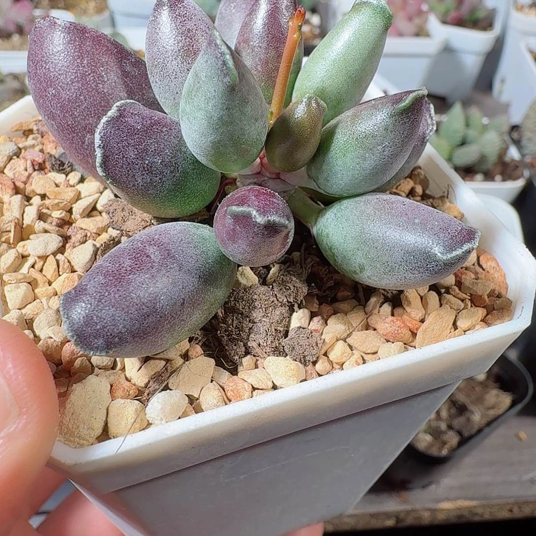 光**离艺伎海豹