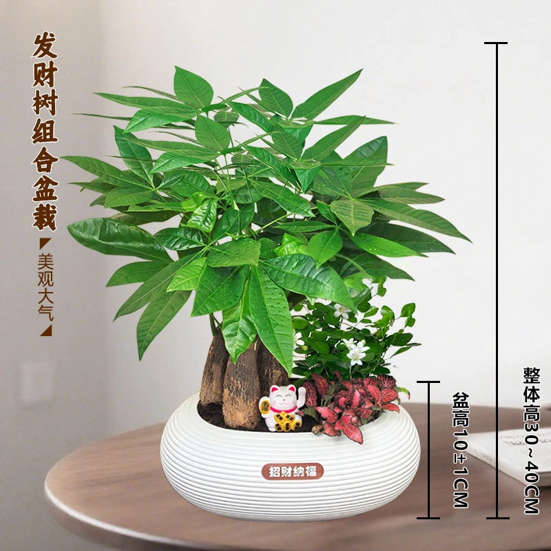 【发财树组合盆栽】绿植（30~40CM）九里香办公桌面盆栽常青好养植物
