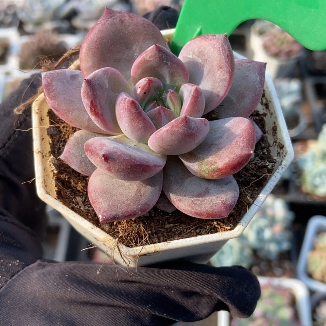 1916夜魔侠多肉植物保护