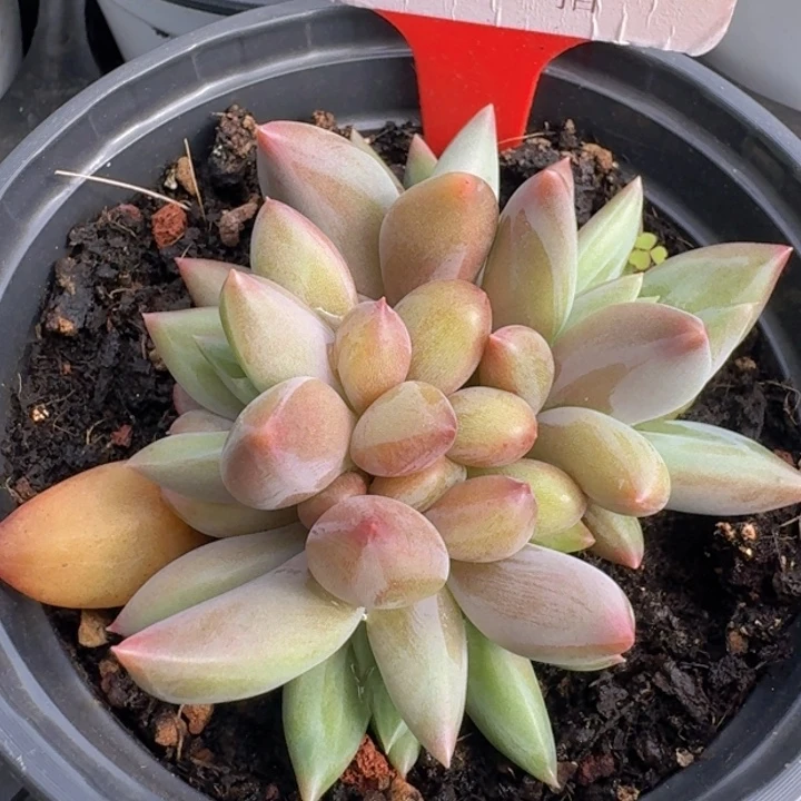 水晶球115多肉植物一物一拍