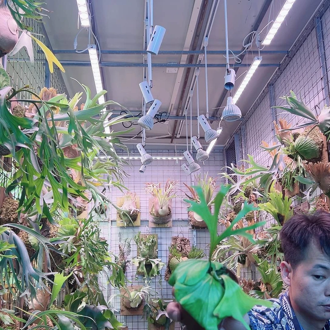 无花朵美人鱼a54。