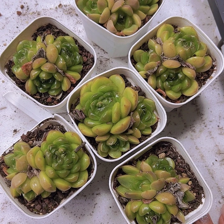 皮艾拉群19包邮多肉