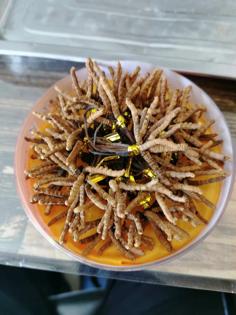 高原野生冬虫夏草10根/约1g/盒