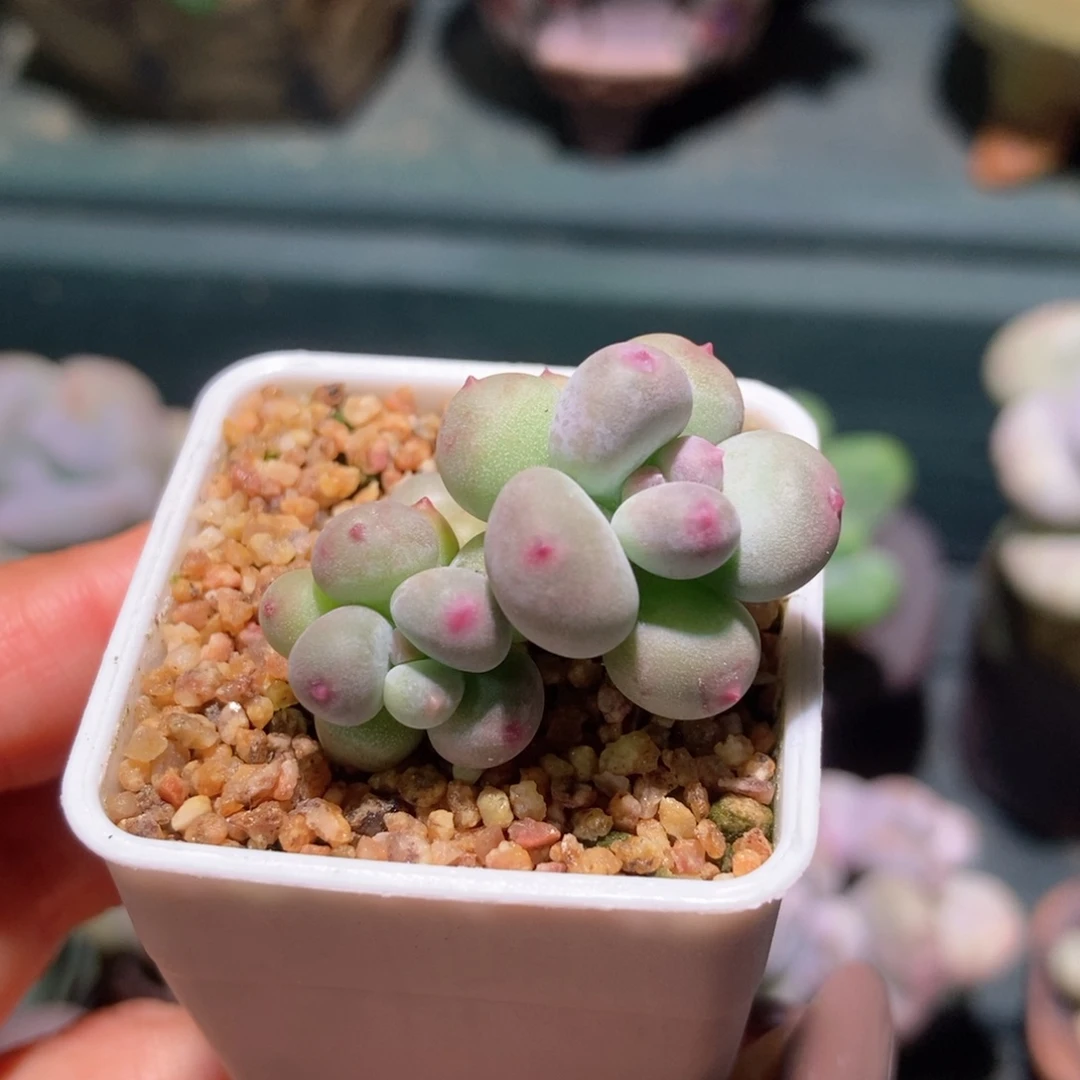 萤火虫奶酪一物一拍