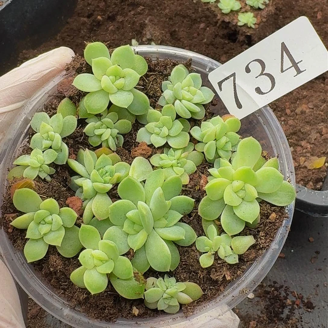 多肉植物多肉植物734