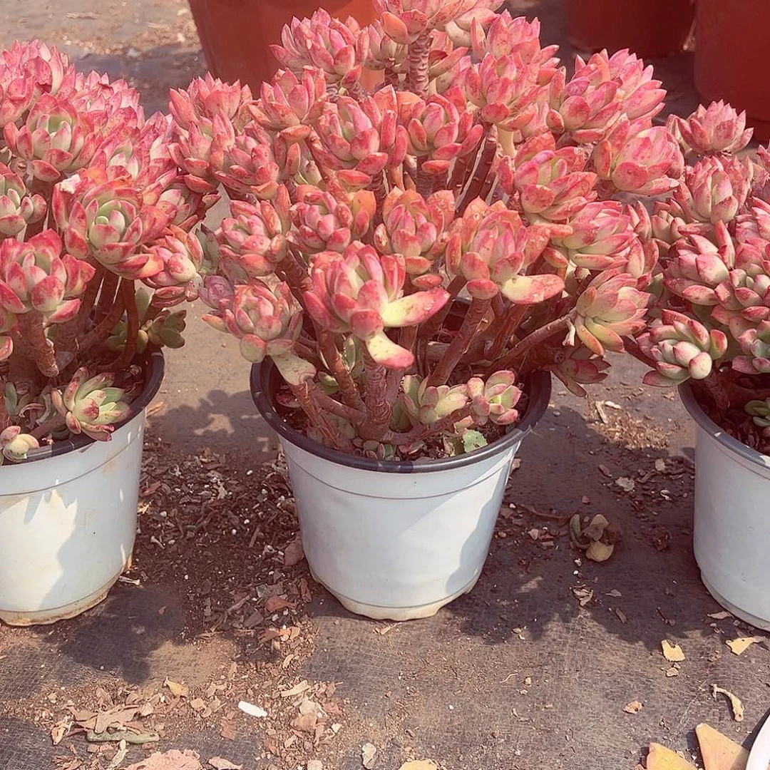 老桩沙漠玫瑰多肉