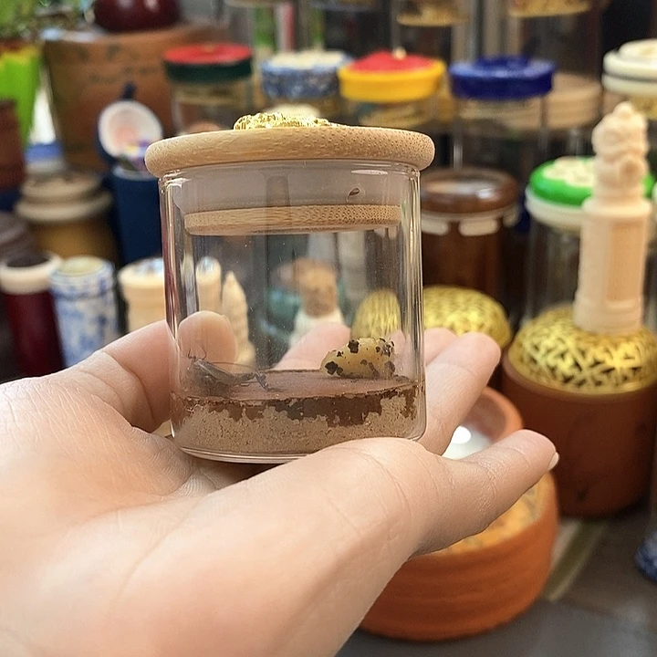 生态罐 高山 可观赏